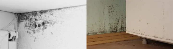 Rêu mốc bám trên tường, sàn nhà